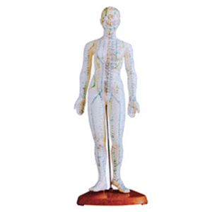 Female body acupuncture model (48CM)